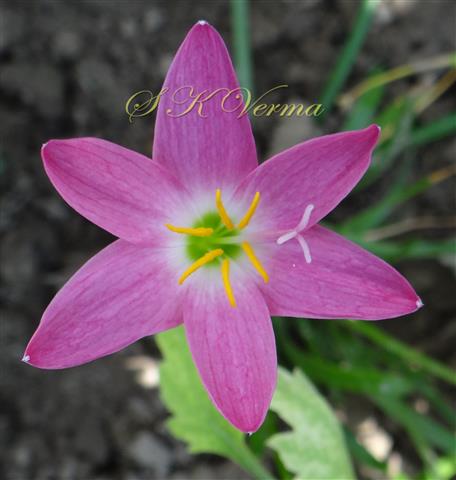  Flower with 6 tepals, 6 stamens and 3-fid stigma